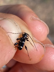 Phymatodes varius