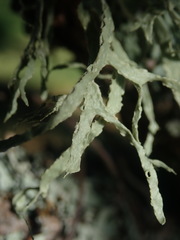 Ramalina pacifica