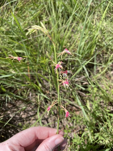 Oenothera sinuosa, photograph 6