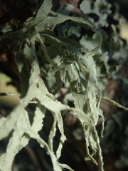 Ramalina pacifica