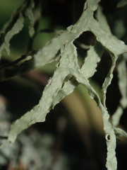 Ramalina pacifica