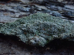 Pannaria allorhiza