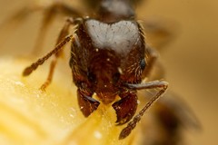 Pheidole crassicornis