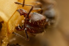 Pheidole crassicornis
