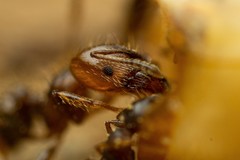 Pheidole crassicornis