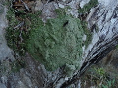 Pannaria allorhiza