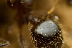 Pheidole crassicornis