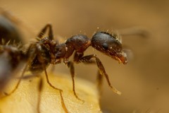 Pheidole crassicornis