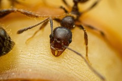 Pheidole crassicornis