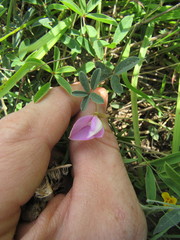 Galactia heterophylla