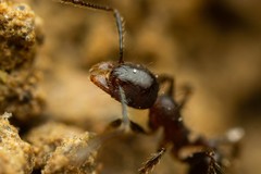 Pheidole crassicornis