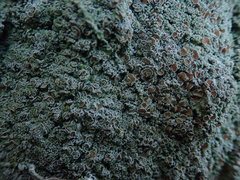 Pannaria allorhiza