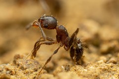Pheidole crassicornis