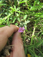 Galactia heterophylla