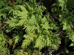 Loxsoma cunninghamii