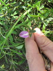 Galactia heterophylla
