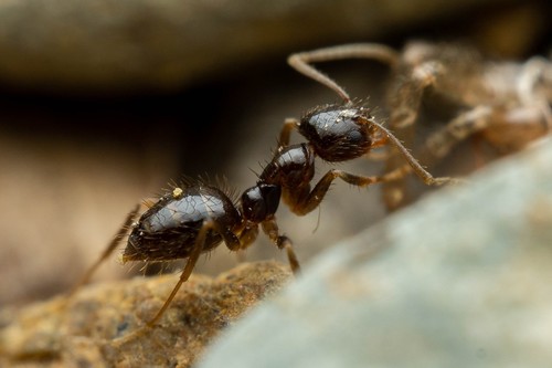 Nylanderia bruesiiNylanderia bruesii
