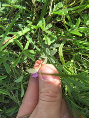 Galactia heterophylla