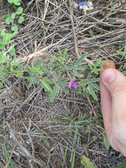 Galactia heterophylla