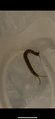 Scolopendra polymorpha