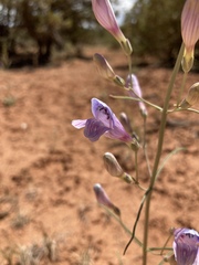 Penstemon comarrhenus
