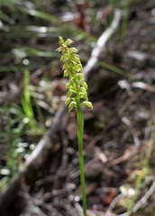 Genoplesium pumilum
