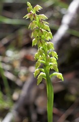 Genoplesium pumilum