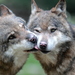 Wolves and Dogs - Photo (c) Giuseppe Calsamiglia, some rights reserved (CC BY-ND)