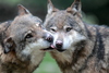 Coyotes, Lobos, Chacales Y Perros - Photo (c) Giuseppe Calsamiglia, algunos derechos reservados (CC BY-ND)