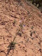 Penstemon comarrhenus