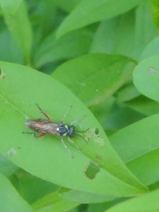 Macrophya punctumalbum