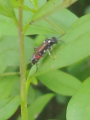 Macrophya punctumalbum