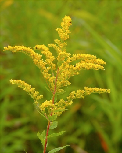 Solidago speciosa (Flora and Fauna of North Carolina) · iNaturalist