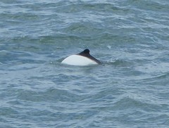 Cephalorhynchus commersonii