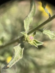 Heterotheca polothrix