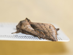 Bellura densa