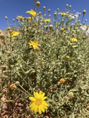 Heterotheca polothrix