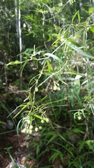 Psychotria taxifolia