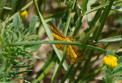 Idaea aureolaria