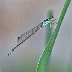 Ischnura damula