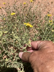 Heterotheca polothrix