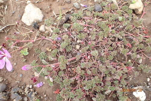 Image of Geranium multisectum by no rights reserved