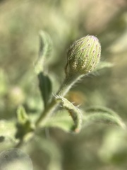 Heterotheca polothrix