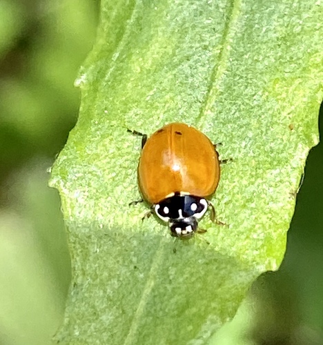 iNaturalist observation photo of Spotless Lady Beetle