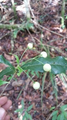 Tarenna alleizettei
