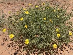 Heterotheca polothrix