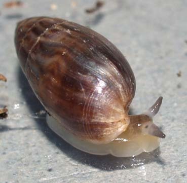Melampus bullaoides