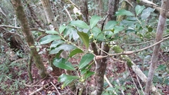 Saldinia proboscidea