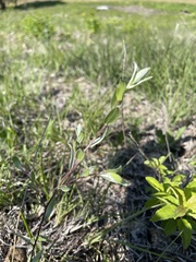 Symphyotrichum sericeum