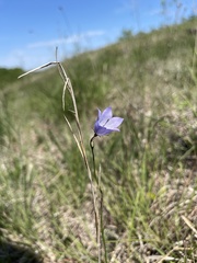 Campanula intercedens